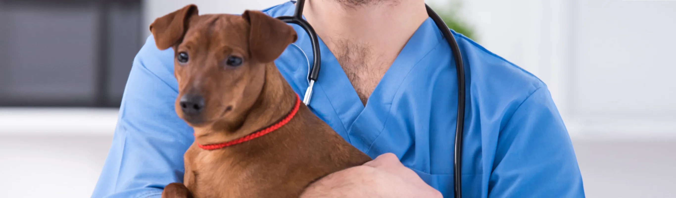 Veterinarian Holding a Brown Dog in a Clinic